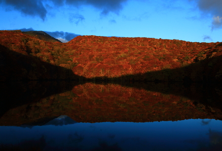 Ivy marshes leavesの写真素材