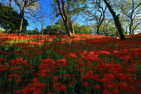 Miyagi Amaryllis colonyの写真素材