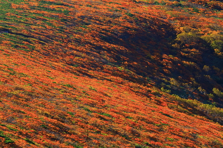 Mt. kurikoma leavesの写真素材