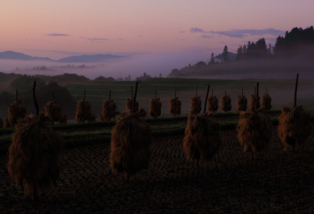 Rice terraces of the dawnの写真素材
