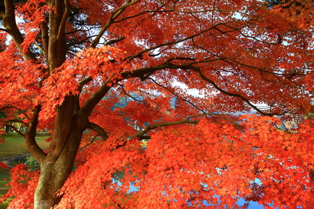 leaves motsu-JIの写真素材
