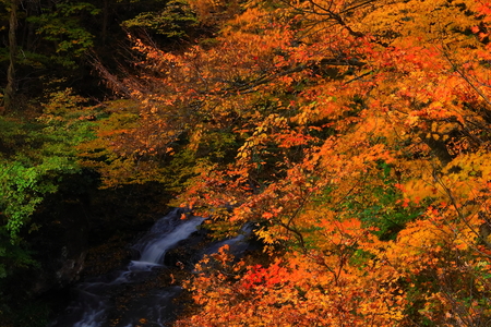 Colored leaves waterfallの写真素材