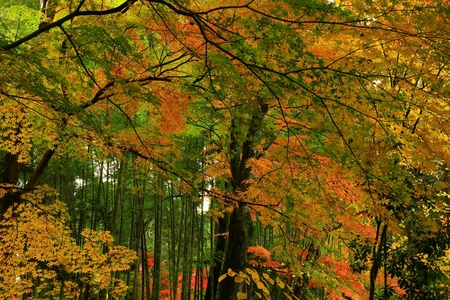 leaves around chuson-ji Templeの写真素材