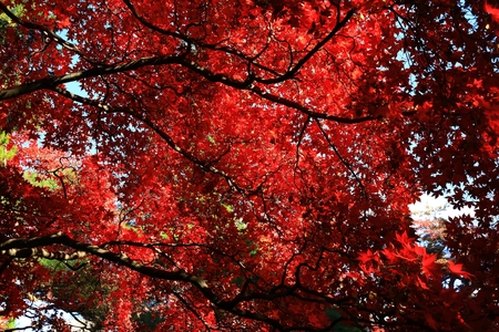 Autumn Nanchang Hotelの写真素材