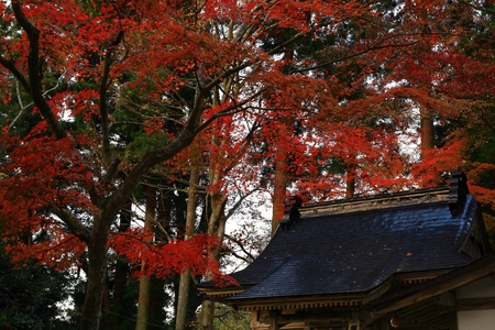 World Heritage site leaves around chuson-ji Templeのeditorial素材