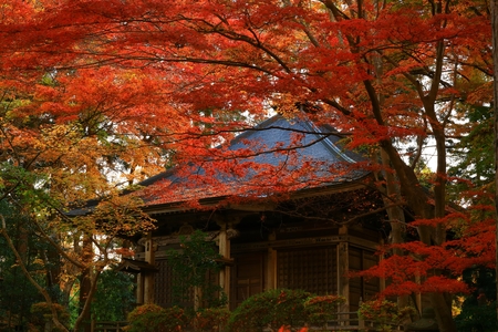 World Heritage site leaves around chuson-ji Templeのeditorial素材