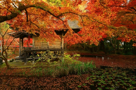 World Heritage site leaves around chuson-ji Templeのeditorial素材