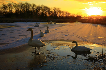 Dawn of the Izu-NUMAの写真素材