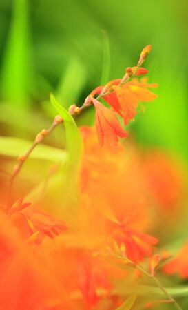 Beautiful colorful flower on blurredの写真素材