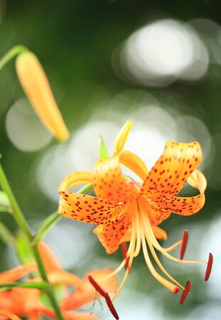 Beautiful colorful flower on blurredの写真素材