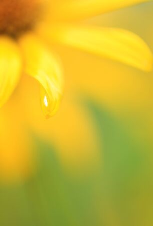 Beautiful colorful flower on blurredの写真素材