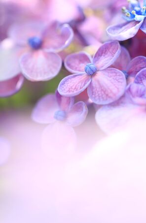 Beautiful colorful flower on blurred