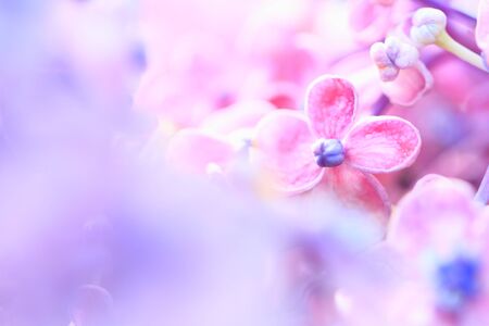 Beautiful colorful flower on blurred