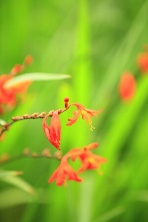 Flower imageの写真素材