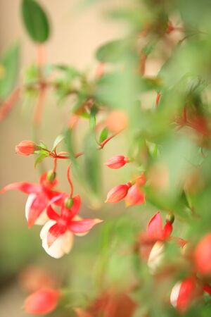 Flower image