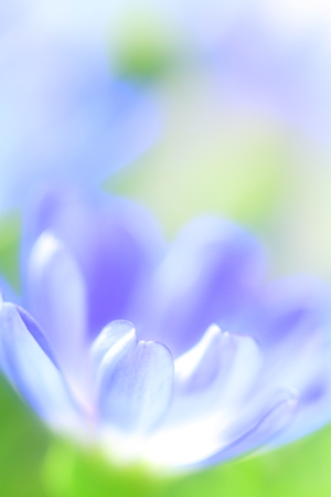 Flower imageの写真素材