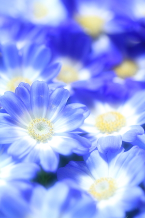 Flower imageの写真素材