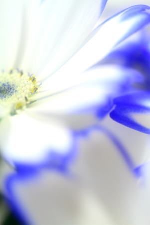 Flower imageの写真素材