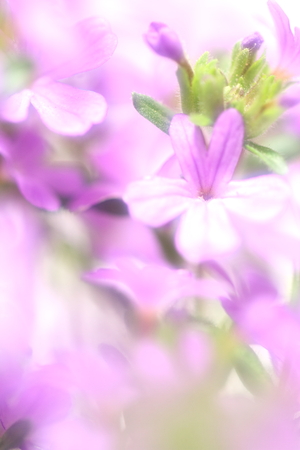Flower imageの写真素材