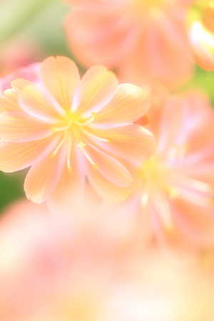 Flower imageの写真素材