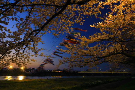 Iwate Prefecture Night cherry blossoms light upの写真素材