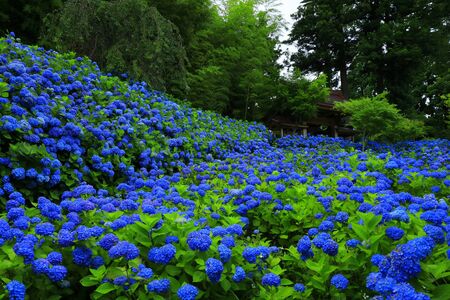 Akita Prefecture Hydrangea Colonyの写真素材