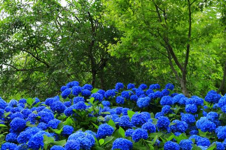 Akita Prefecture Hydrangea Colonyの写真素材