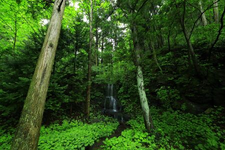 Summer waterfallの写真素材