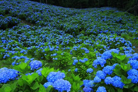 Miyagi Prefecture Hydrangea Flower Swarm