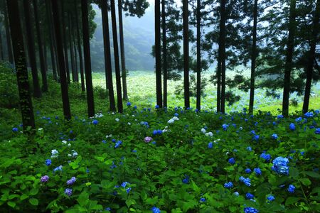 Hydrangea in the forestの写真素材