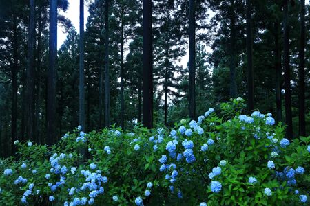 Hydrangea in the forestの写真素材