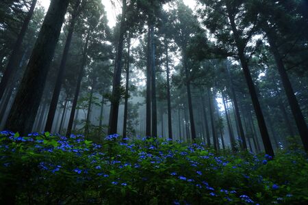 Hydrangea in the forestの写真素材