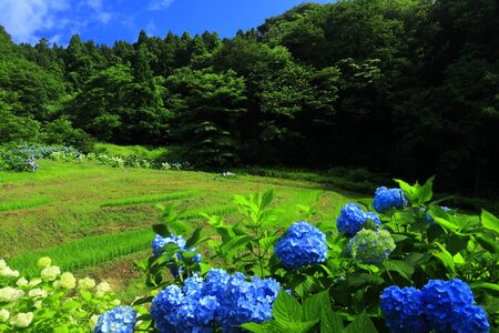 Hyayang flowers and rice terraces in Ichinoseki City, Iwate Prefectureの写真素材