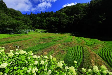 Hyayang flowers and rice terraces in Ichinoseki City, Iwate Prefecture