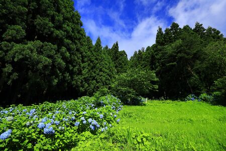 Hyayang flowers and rice terraces in Ichinoseki City, Iwate Prefecture