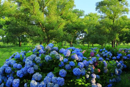 Summer Exhibitionの写真素材