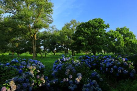 Summer Exhibitionの写真素材