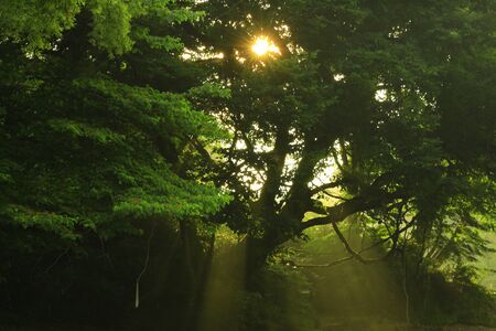 Iwate Prefecture, summer streamの写真素材