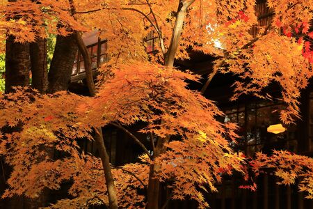 Autumn viewの写真素材
