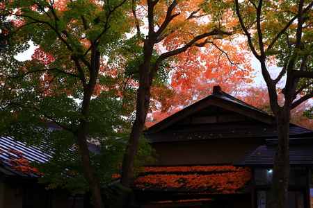 World Heritage site leaves around chuson-ji Templeのeditorial素材