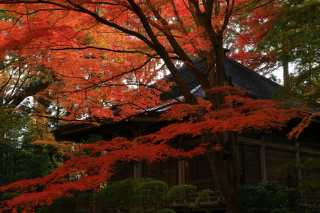 World Heritage site leaves around chuson-ji Templeのeditorial素材