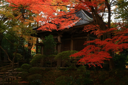 World Heritage site leaves around chuson-ji Templeのeditorial素材