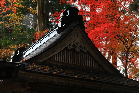 World Heritage site leaves around chuson-ji Temple