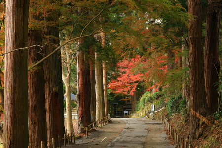 World Heritage site leaves around chuson-ji Templeのeditorial素材