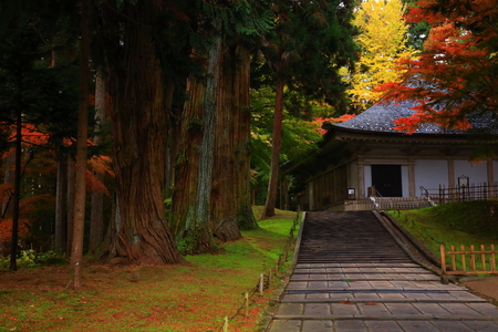 World Heritage site leaves around chuson-ji Templeのeditorial素材
