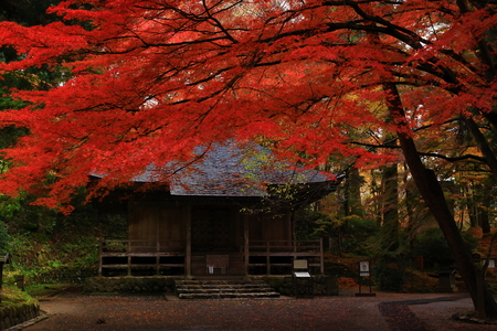 World Heritage site leaves around chuson-ji Templeのeditorial素材