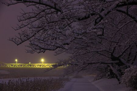 Cherry trees in winterの写真素材