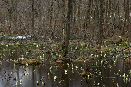 Iwate Prefecture Minamata blooms in the forestの写真素材