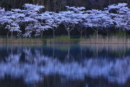 Spring Flat Cylinder Numaの写真素材