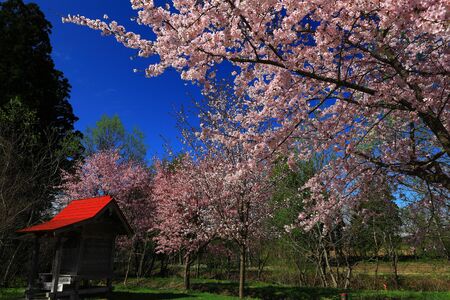 Cherry blossoms and shrinesの写真素材